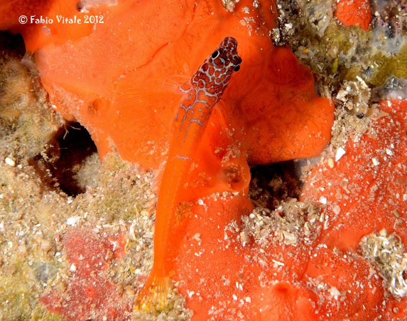 Microlipophrys nigriceps e Tripterygion delaisi femmina